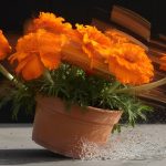 vibrant poker with flowers